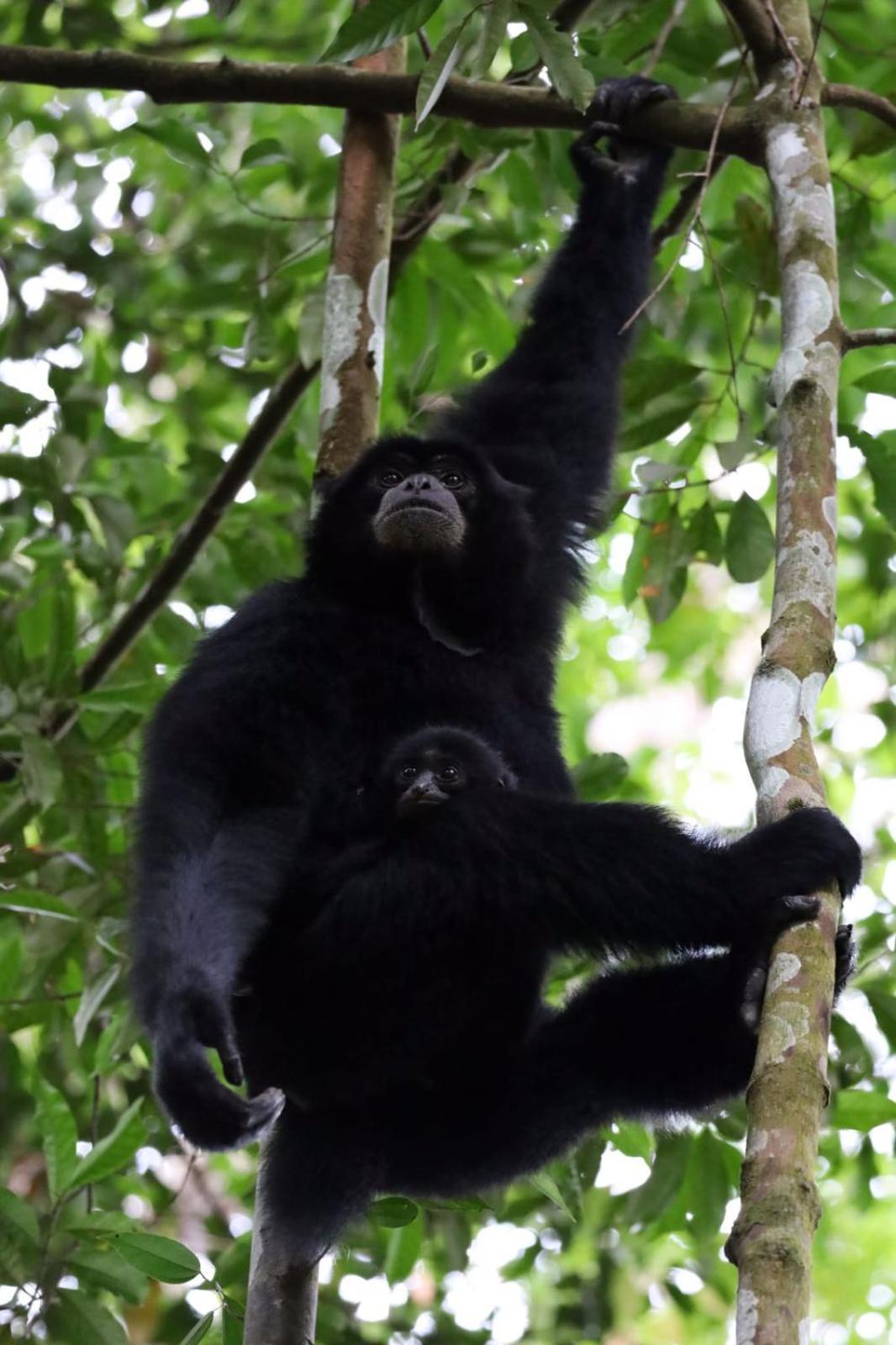 R5 Keramba Inn Bukit Lawang Bagian luar foto