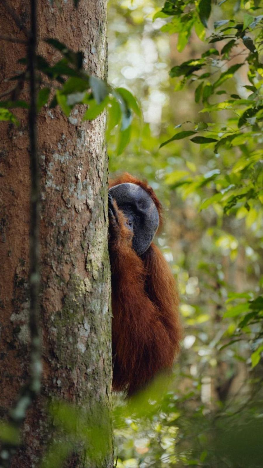 R5 Keramba Inn Bukit Lawang Bagian luar foto