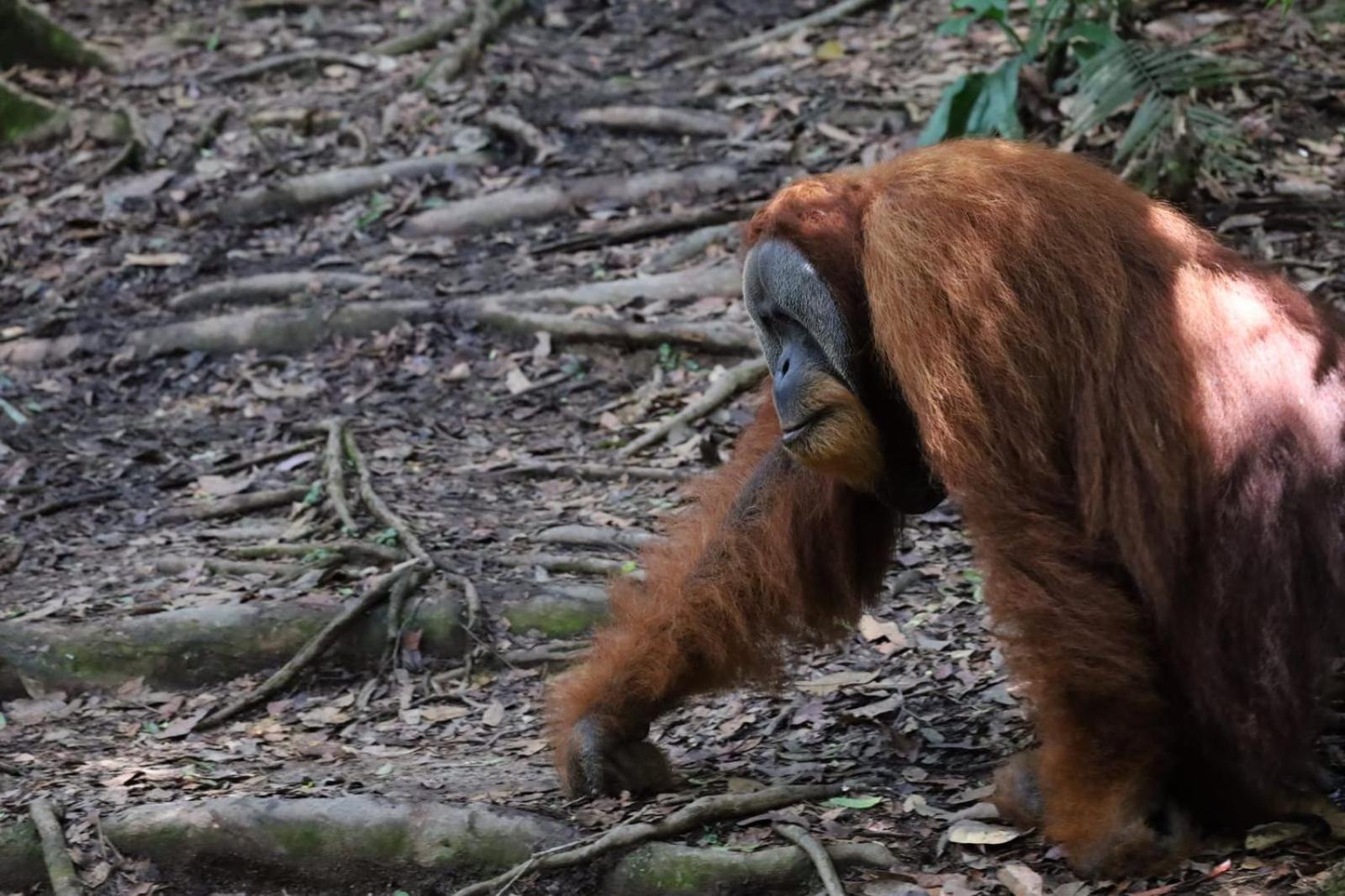 R5 Keramba Inn Bukit Lawang Bagian luar foto
