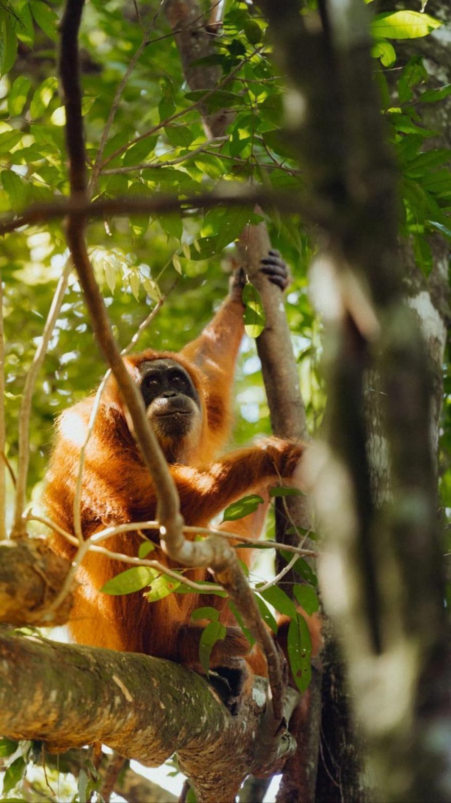 R5 Keramba Inn Bukit Lawang Bagian luar foto