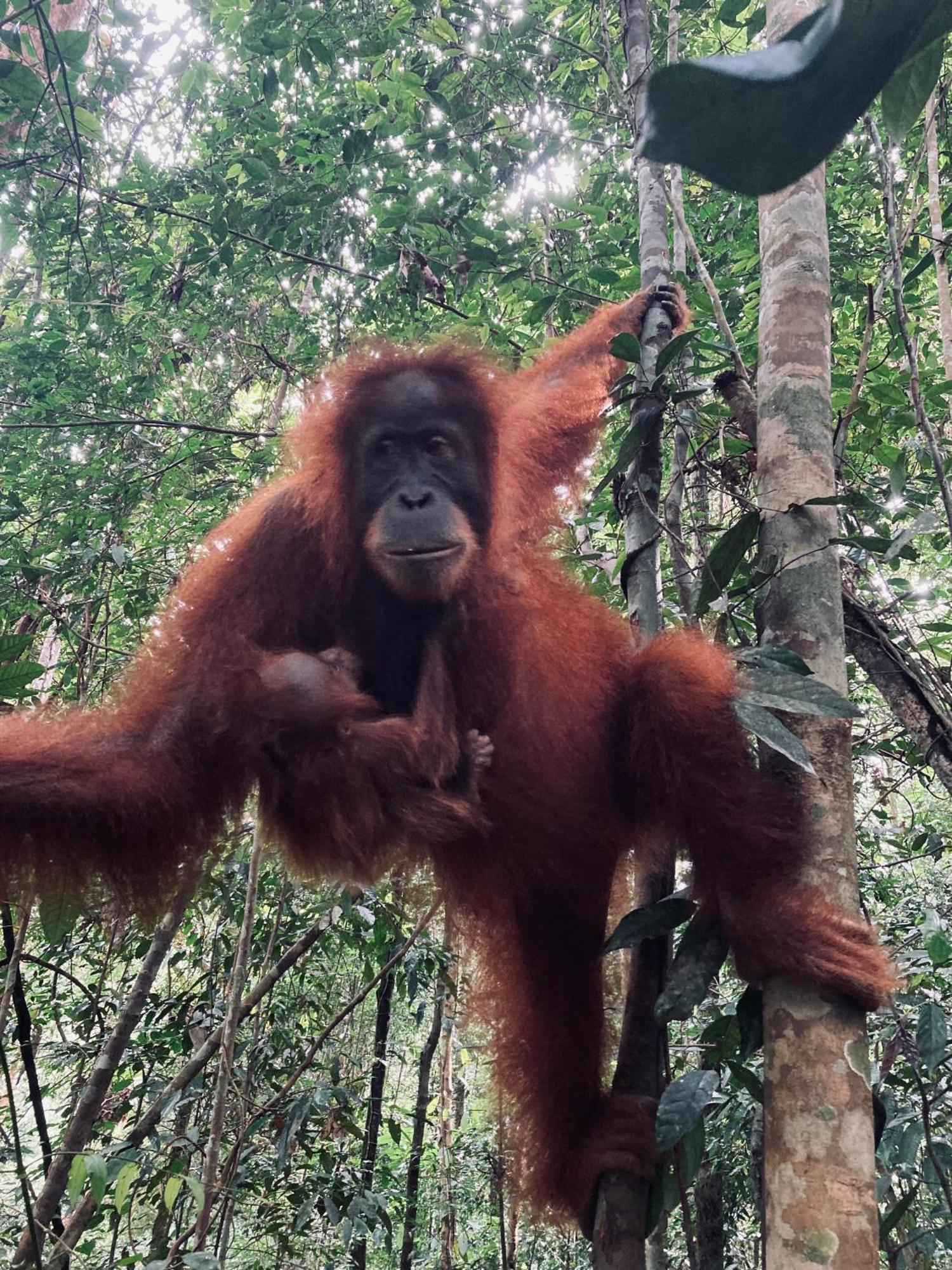 R5 Keramba Inn Bukit Lawang Bagian luar foto